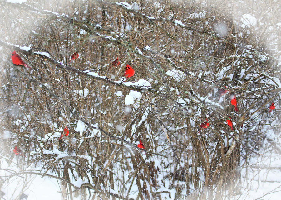 Cardinals in Snow Photograph by PJQandFriends Photography