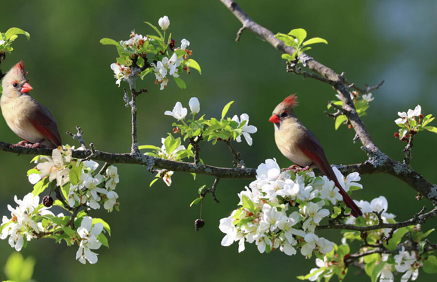 Cardinals In Spring Photograph by Sandra Huston