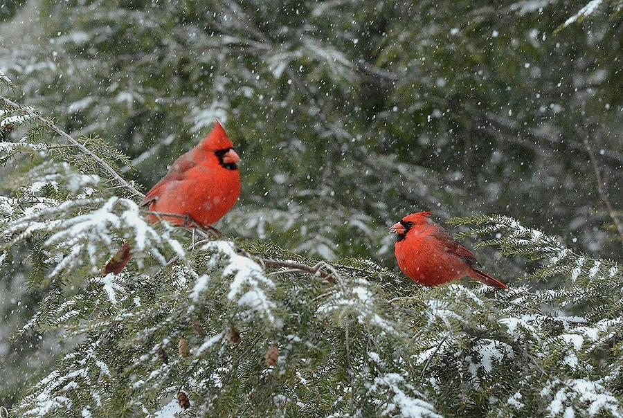 Cardinals in the Snowy Pines Photograph by Judy Genovese