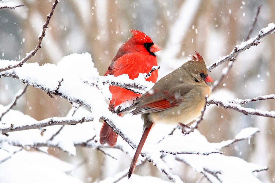 Cardinals in the Winter Photograph by Trina Ansel