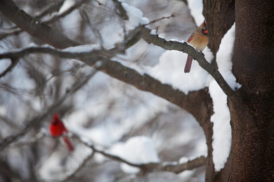 Cardinals Photograph by Jane Melgaard