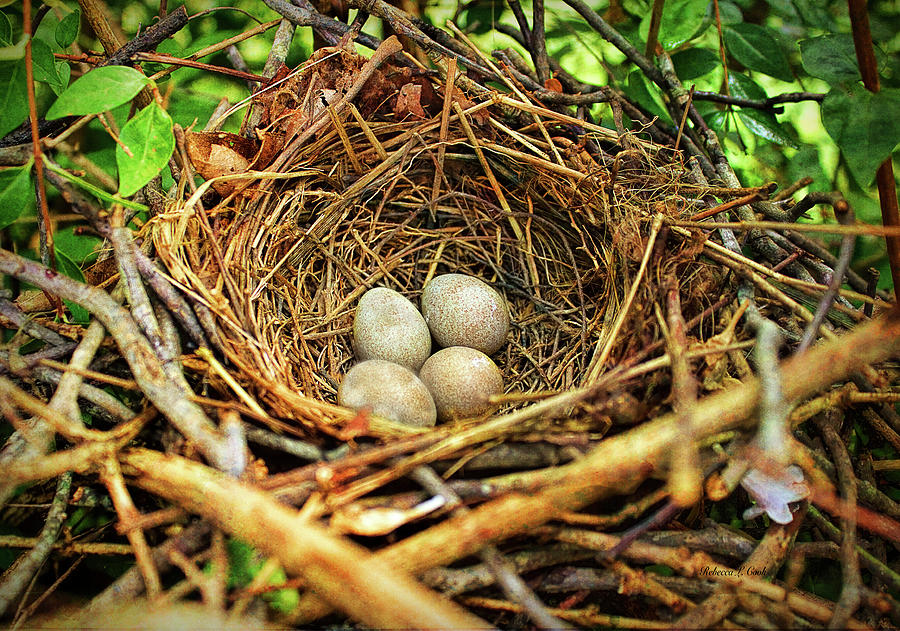 Brown Thrasher Nest And Eggs Photograph by Bellesouth Studio
