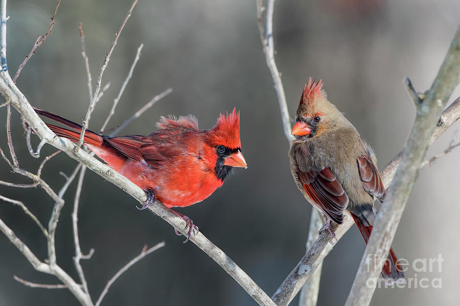 Cardinals on a Gray Day Photograph by Bonnie Barry