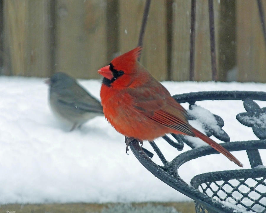 Cardinals Snow Day Photograph by Lizi Beard-Ward