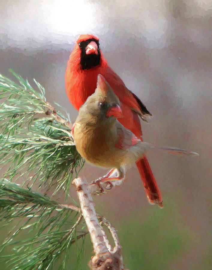 Cardinals1 Photograph by John Freidenberg