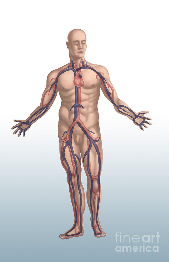 Cardiovascular System In Male Anatomy Photograph by Spencer Sutton
