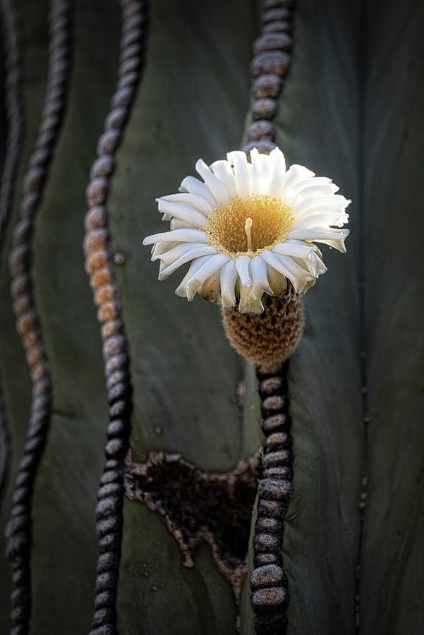 Cardon Cactus Flower  Photograph by Saija Lehtonen