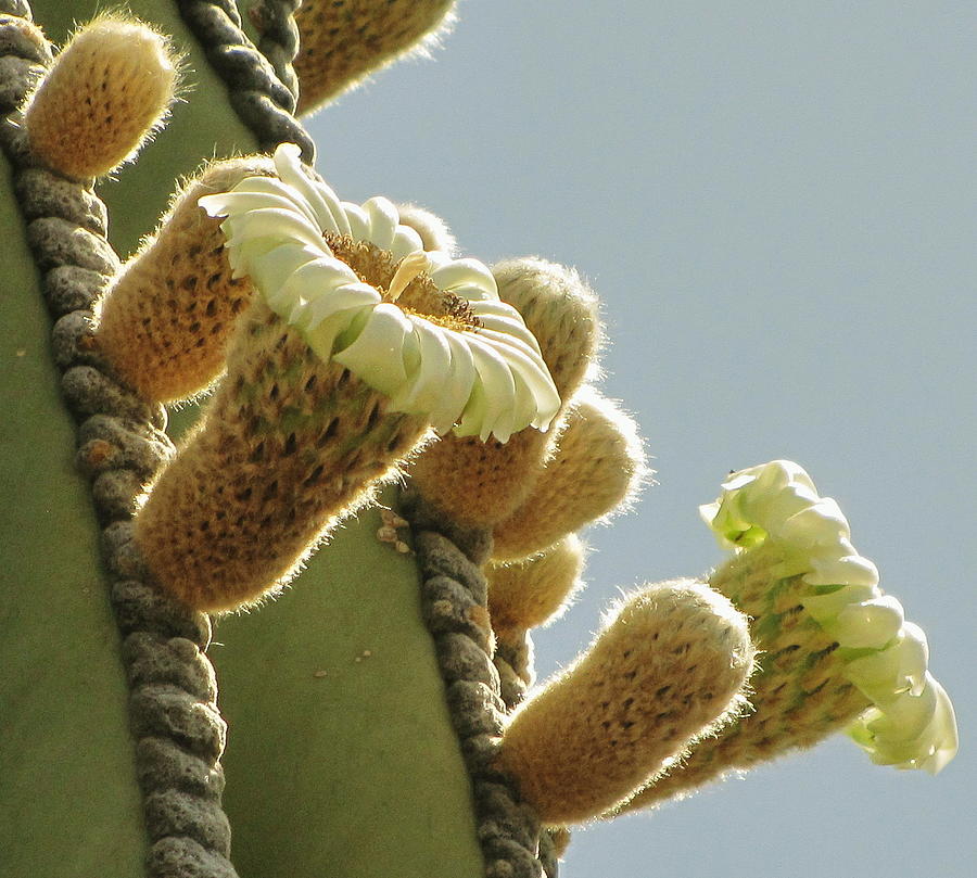 Cardon Cactus Flowers Photograph by Marilyn Smith