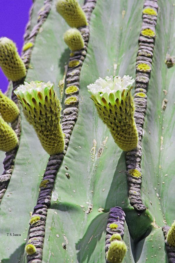 Cardon Cactus Flowers Digital Art by Tom Janca