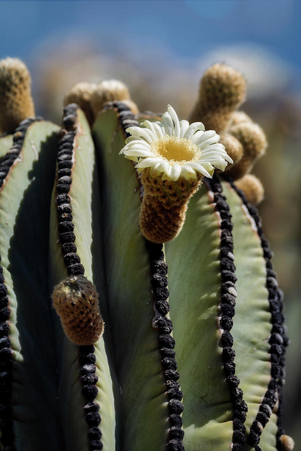Cardon Cactus  Photograph by Saija Lehtonen