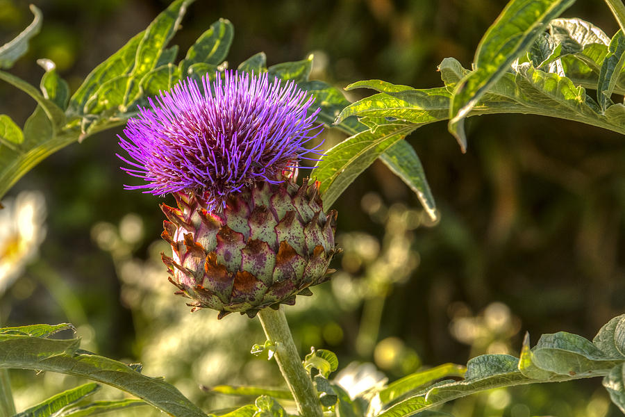 Cardoon Photograph by Kristina Rinell