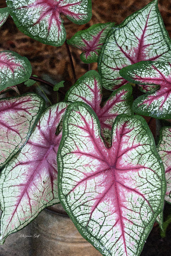 Carefree Caladiums Photograph by Suzanne Gaff