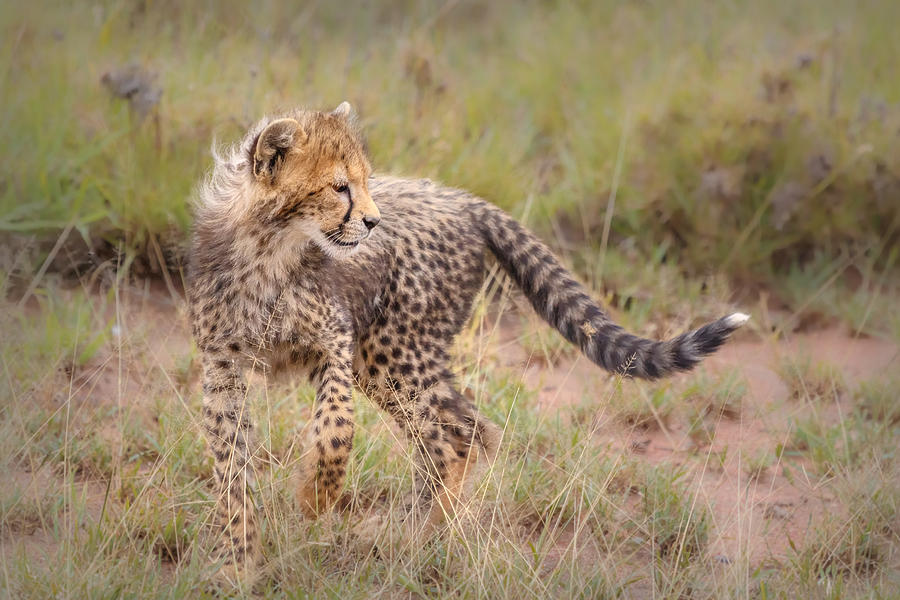 Carefree Cheetah Cub Photograph by Sylvia J Zarco