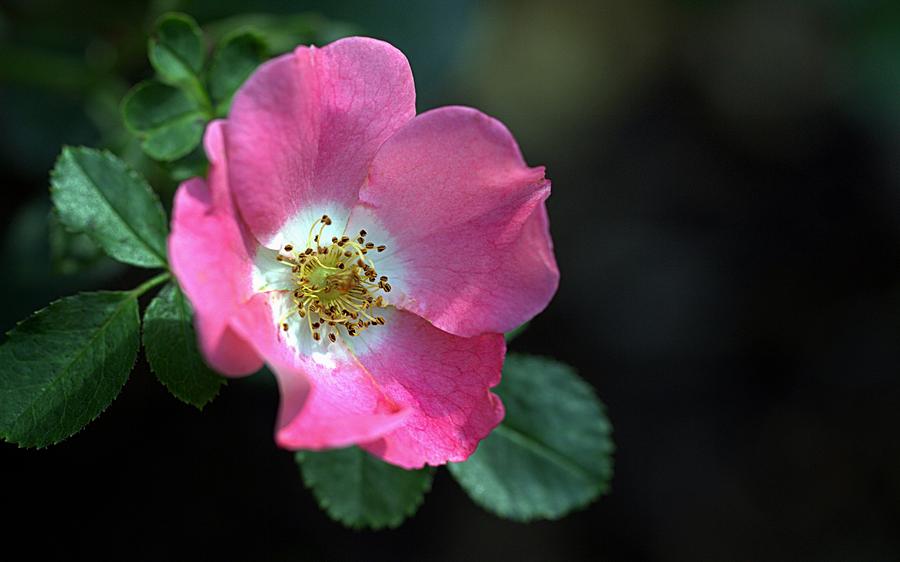 Carefree Delight Rose Photograph by Joseph Skompski