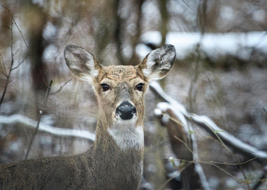 Careful, Deer Photograph by Joni Eskridge