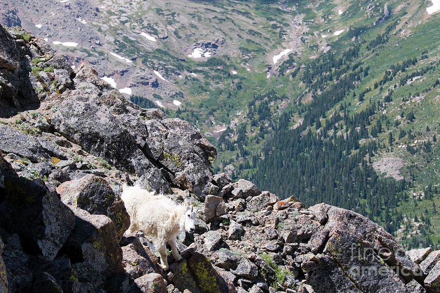 Careful goat on the Mount Massive Summit Photograph by Steven Krull