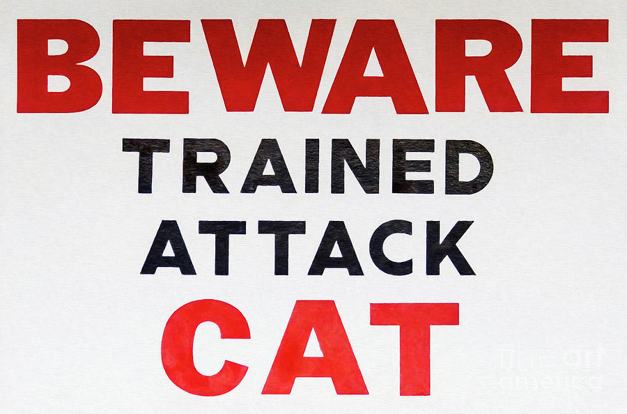 Carefully Trained For Attack Cat Photograph