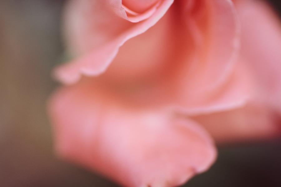 Caressed Rose Photograph by The Art Of Marilyn Ridoutt-Greene