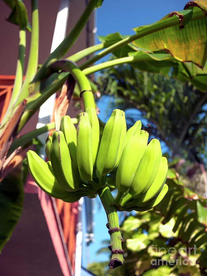 Caribbean Banana Tree Photograph by John Rizzuto
