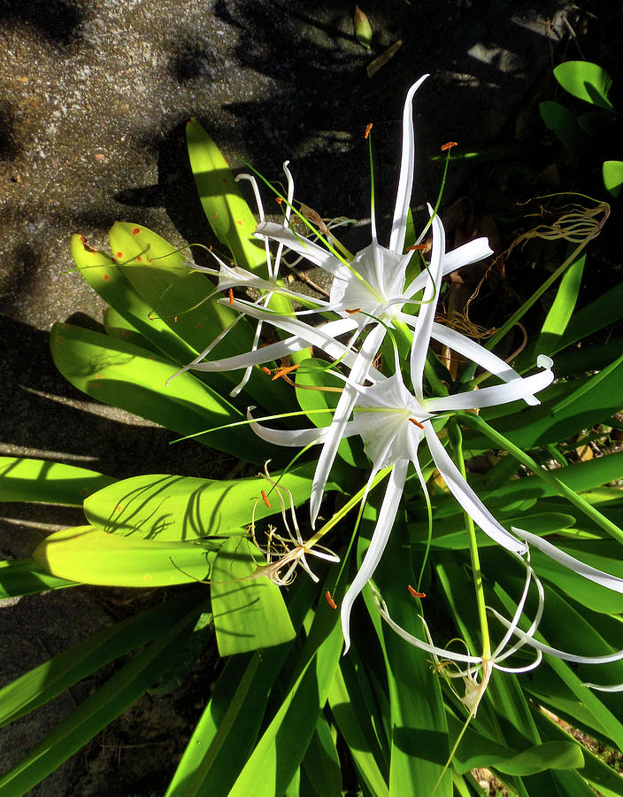 Caribbean Beach Spider Lily Photograph by Norma Brandsberg