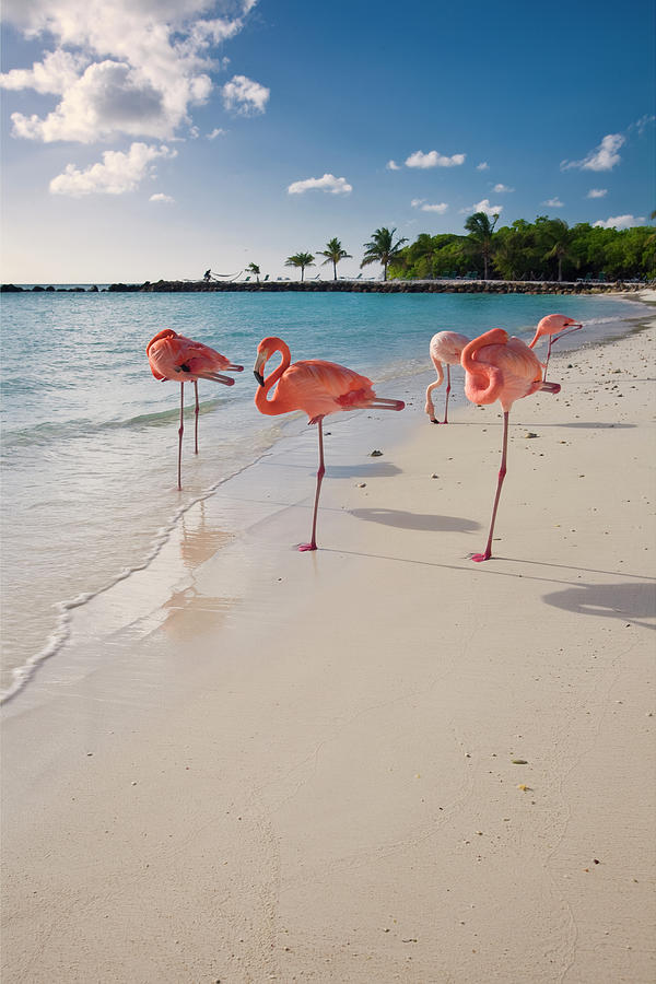 Flamingo Photograph - Caribbean Beach with Pink Flamingos by George Oze