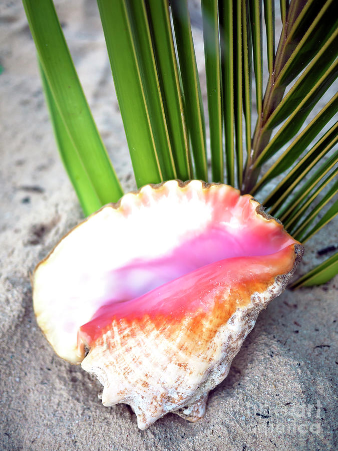 Caribbean Conch at San Andres Island Photograph by John Rizzuto