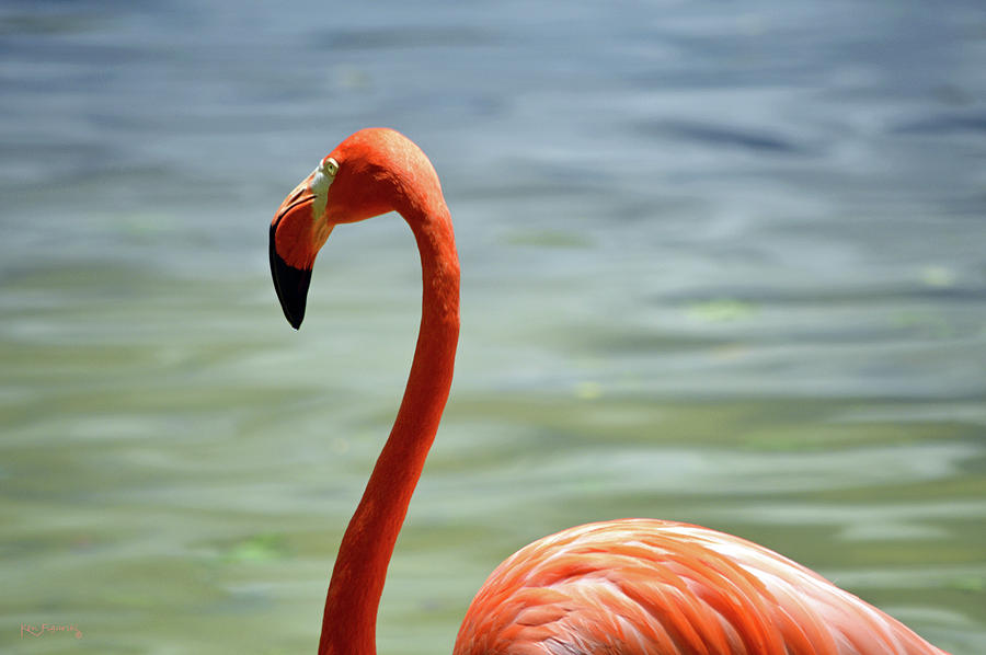 Caribbean Flamingo 3 Photograph by Ken Figurski