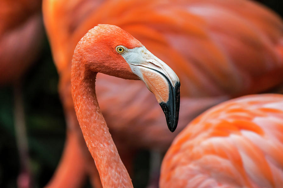 Caribbean flamingo Photograph by Arterra Picture Library