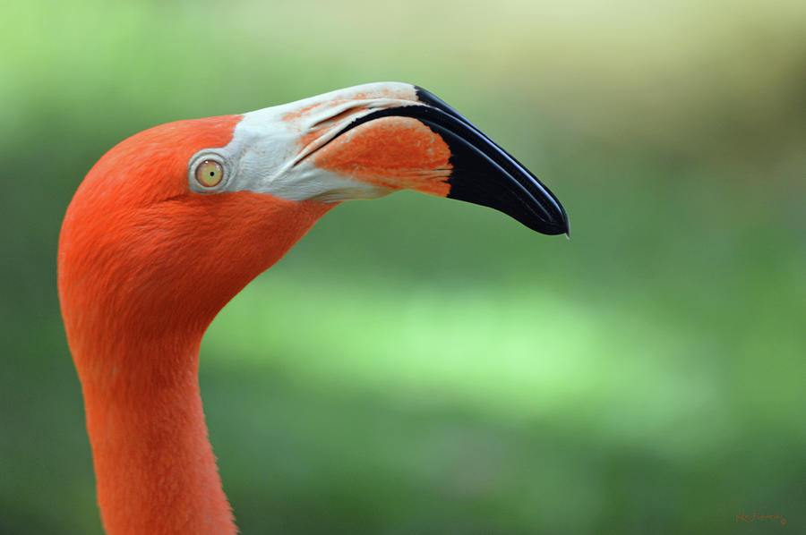 Caribbean Flamingo Closeup Photograph by Ken Figurski
