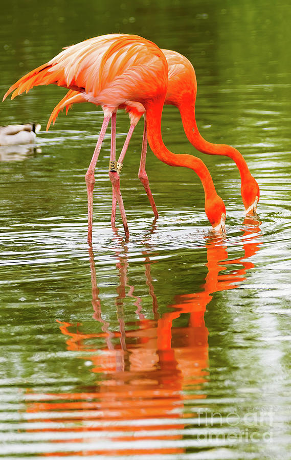 Caribbean Flamingo Photograph by Colin Rayner