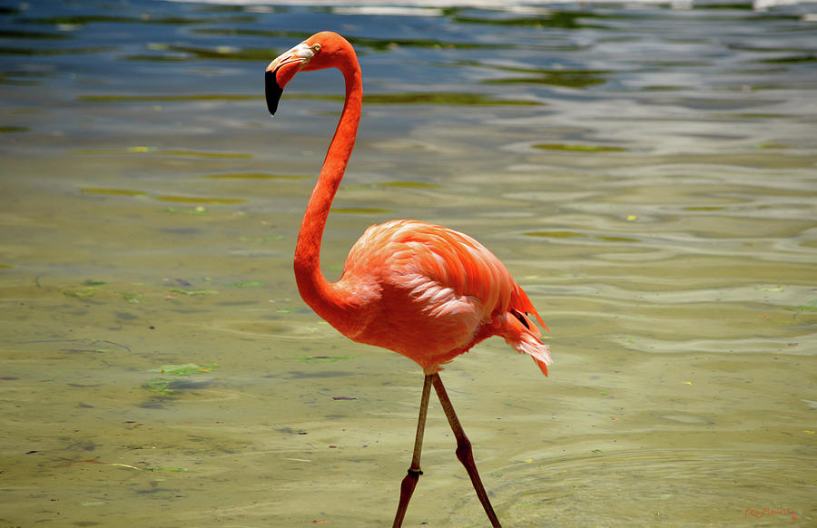 Caribbean Flamingo  Photograph by Ken Figurski