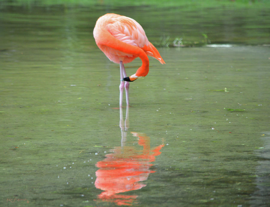 Caribbean Flamingo Reflection Photograph by Ken Figurski