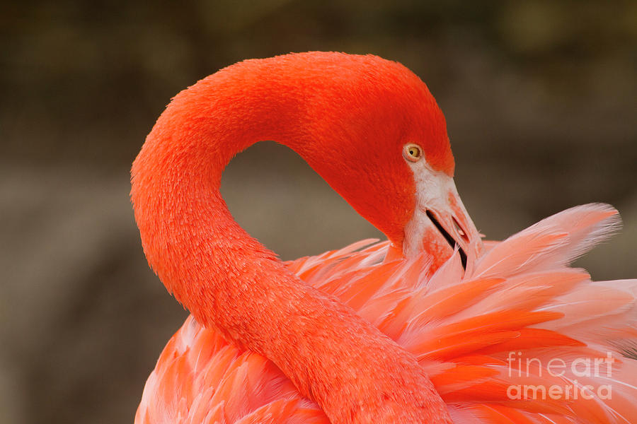 Caribbean Flamingo Photograph by Ruth Jolly