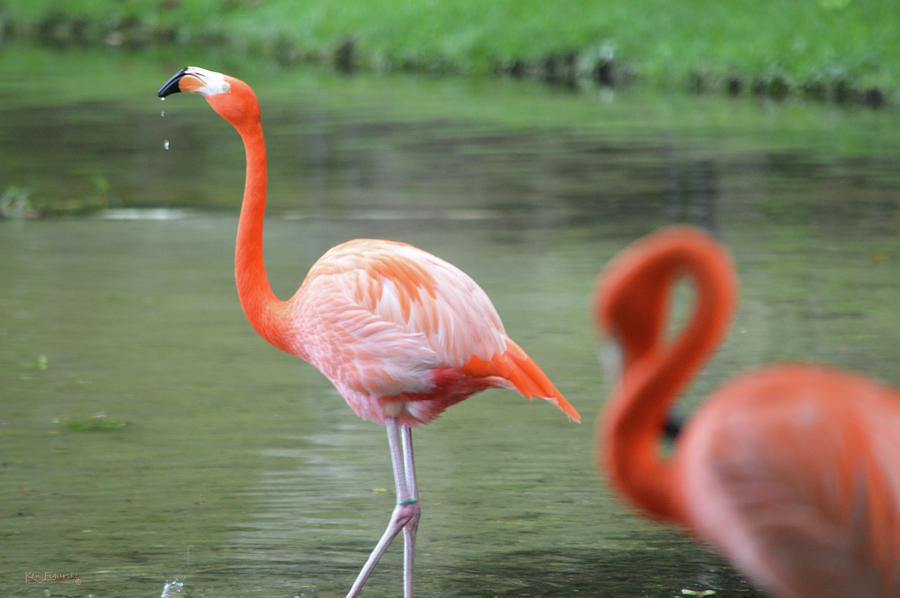Caribbean Flamingos 2 Photograph by Ken Figurski