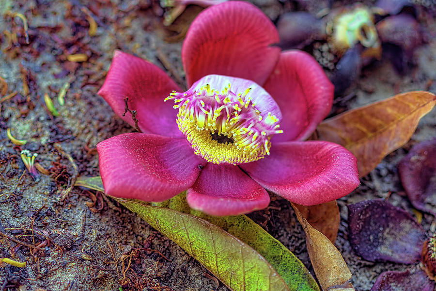 Caribbean Flower 1 Photograph by Nadia Sanowar
