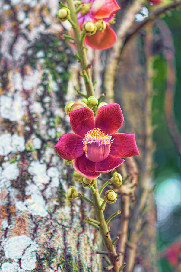 Caribbean Flower 2 Photograph by Nadia Sanowar