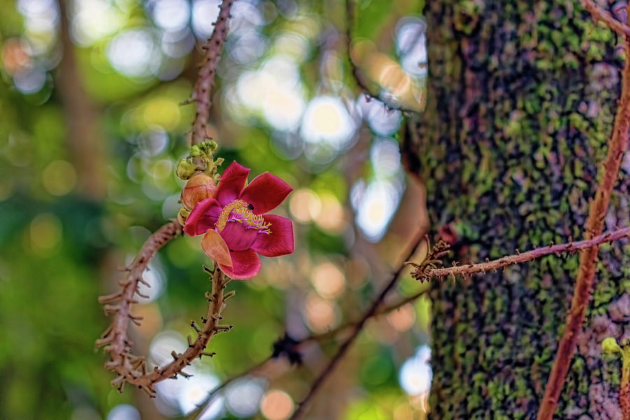 Caribbean Flower 3 Photograph by Nadia Sanowar