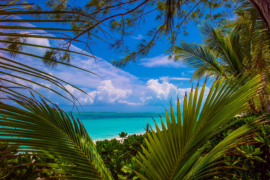 Caribbean Garden View Photograph by Judith Barath