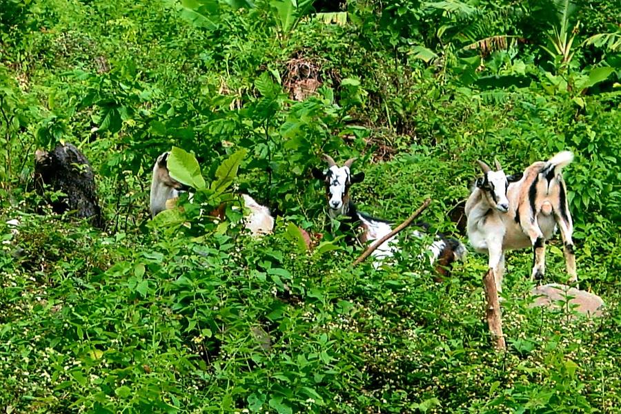 Caribbean Goats Photograph by Robert Nickologianis