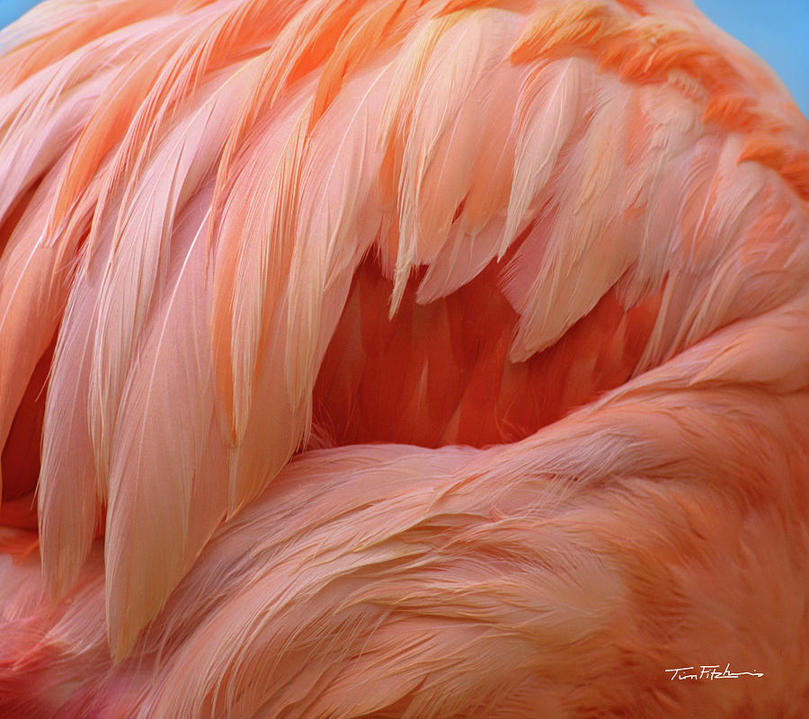 Caribbean greater flamingo Photograph by Tim Fitzharris