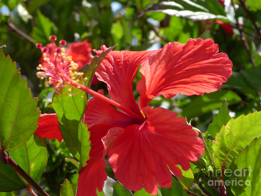 Caribbean hibiscus Photograph by Margaret Brooks