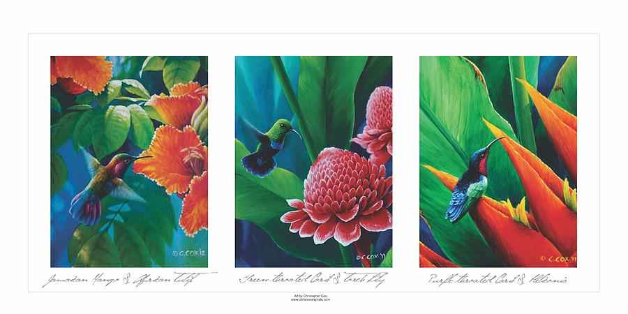 Caribbean Hummingbirds triptych  Painting by Christopher Cox