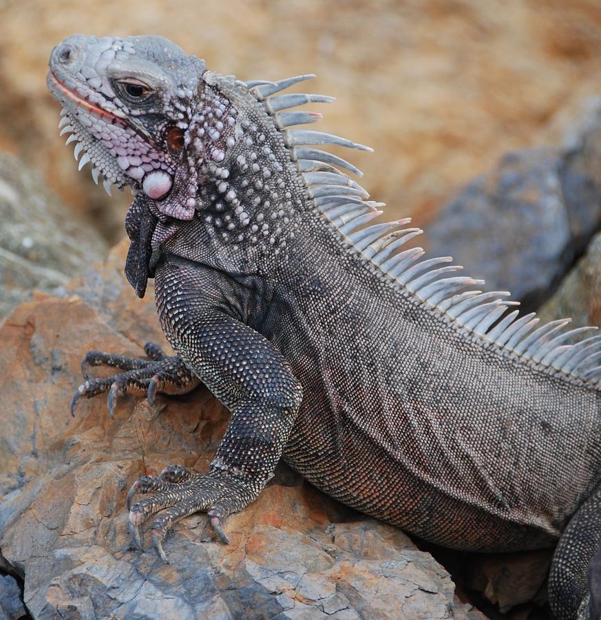 Caribbean Iguana Photograph by David Coleman - Fine Art America