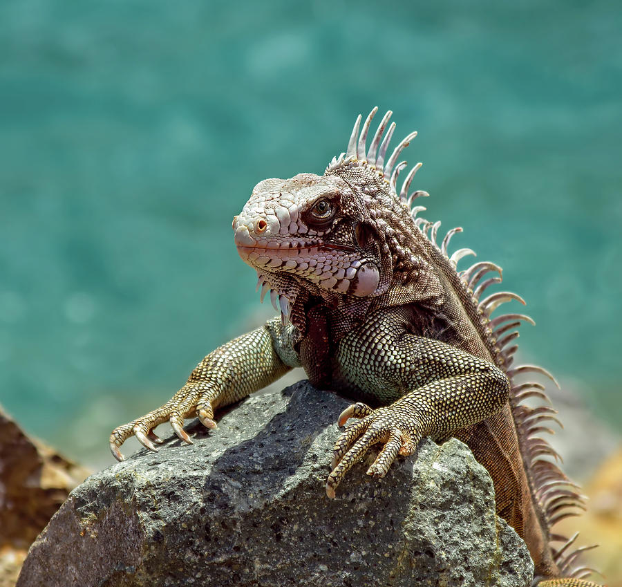 Caribbean Iguana Photograph by K Pegg - Pixels