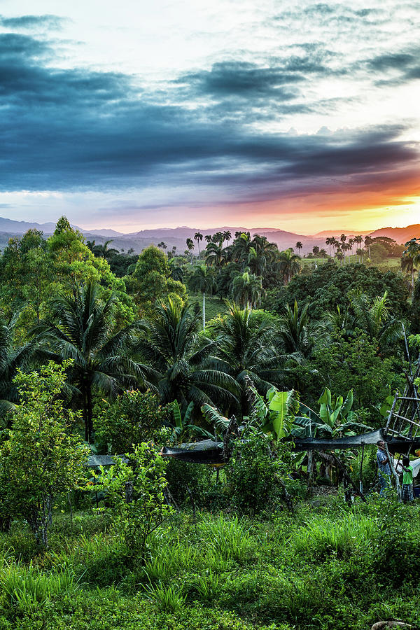 Caribbean Jungle Sunset Photograph by Samuel Hodges - Fine Art America