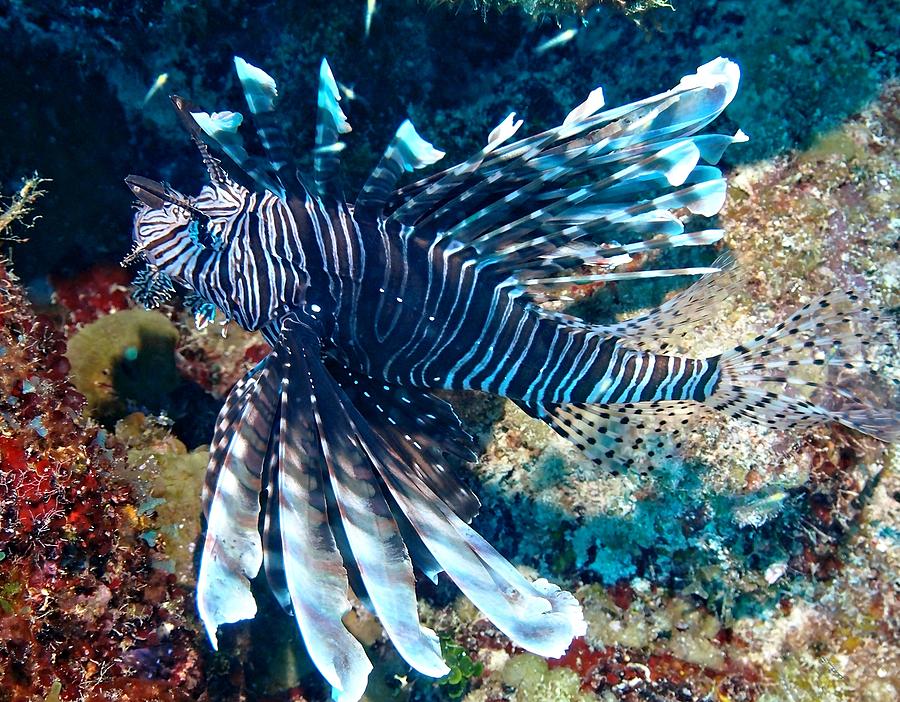 Caribbean Lion Fish at Night Photograph by Amy McDaniel