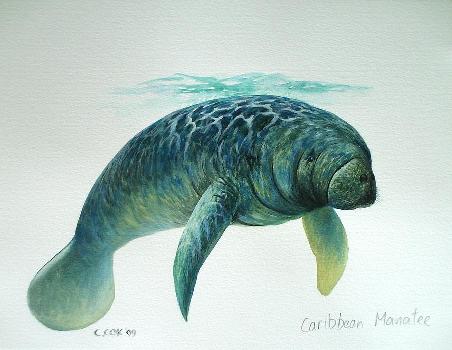 Caribbean Manatee Painting by Christopher Cox