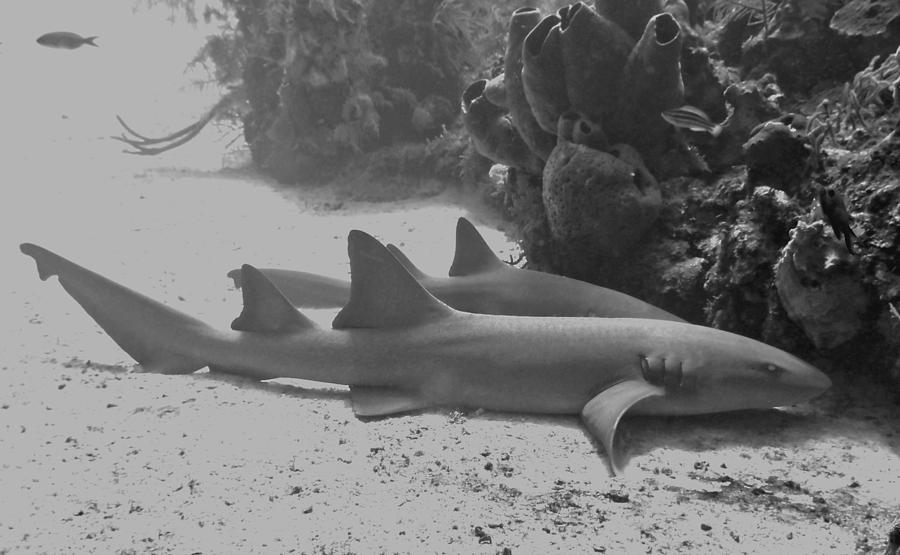 Caribbean Nurse Sharks Photograph by Amy McDaniel