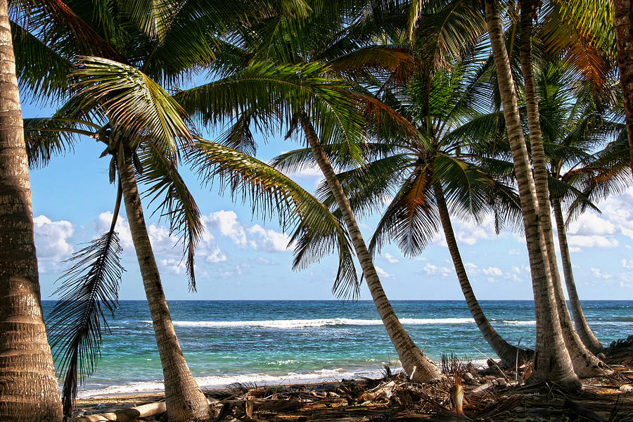 Caribbean Palms Photograph by Robert Och