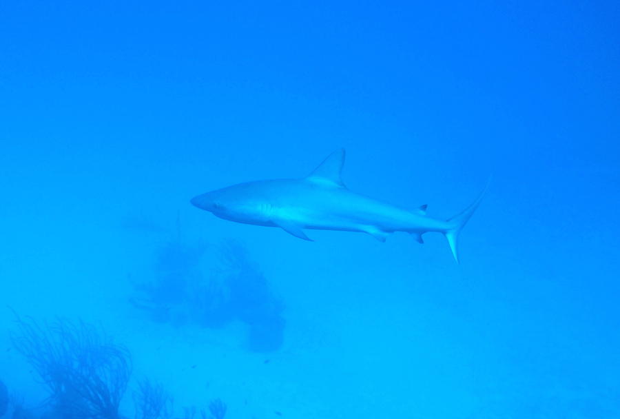 Caribbean Reef Shark Photograph by Amy McDaniel
